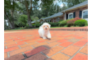Maltipoo Puppy for Adoption