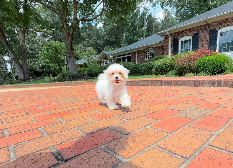 Maltipoo Puppy for Adoption