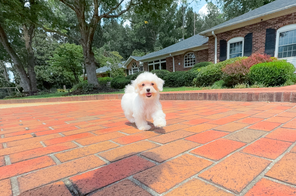 10 week old Maltipoo Puppy For Sale - Simply Southern Pups