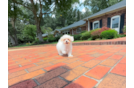 Best Maltipoo Baby