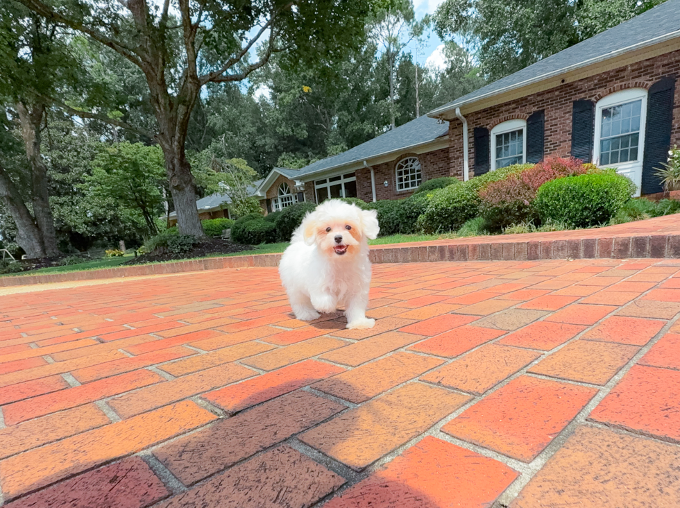 Best Maltipoo Baby