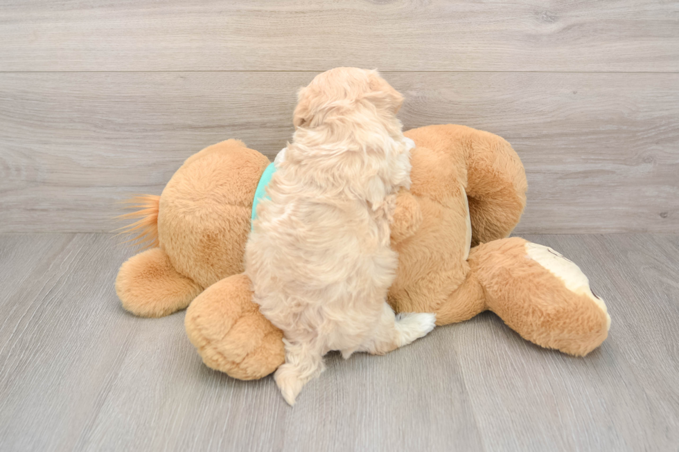 Maltipoo Puppy for Adoption