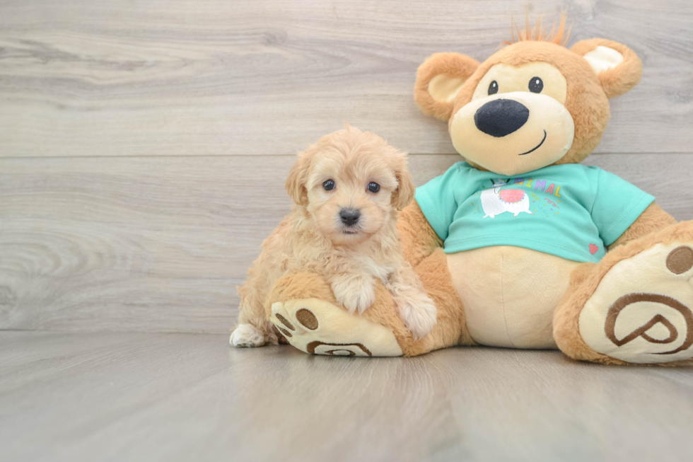 Maltipoo Puppy for Adoption