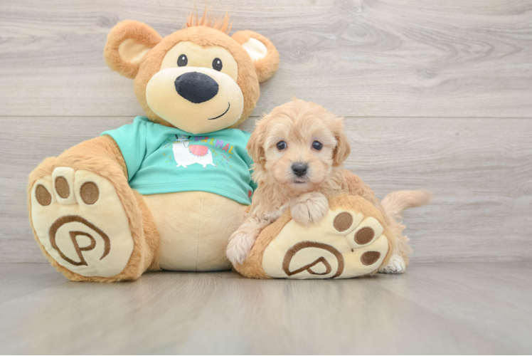 Energetic Malt Oodle Poodle Mix Puppy