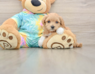 8 week old Maltipoo Puppy For Sale - Simply Southern Pups