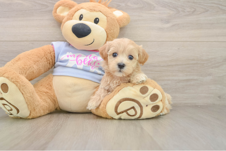 Energetic Multipoo Poodle Mix Puppy