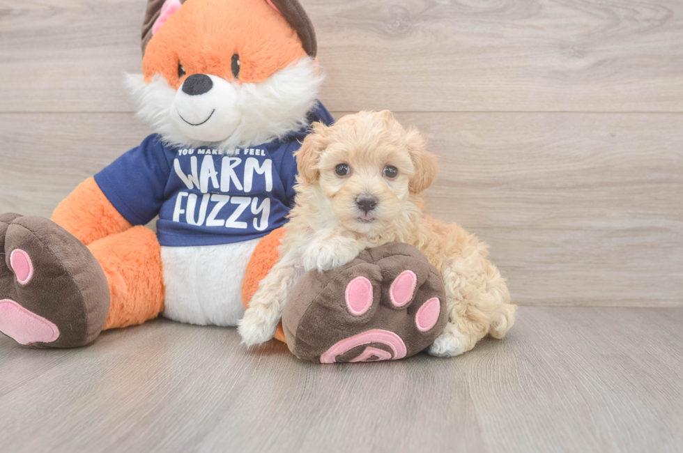 7 week old Maltipoo Puppy For Sale - Simply Southern Pups