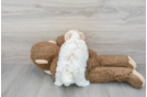 Smart Maltipoo Poodle Mix Pup
