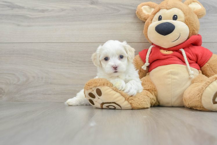 Best Maltipoo Baby