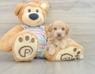 7 week old Maltipoo Puppy For Sale - Simply Southern Pups