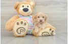 Maltipoo Pup Being Cute