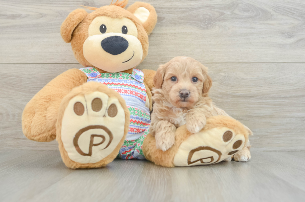 6 week old Maltipoo Puppy For Sale - Simply Southern Pups