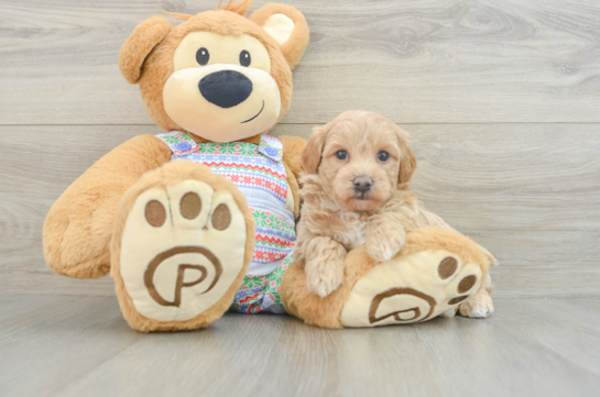 Maltipoo Pup Being Cute