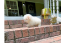 Cute Maltipoo Baby