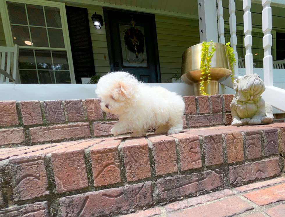 Cute Maltipoo Baby