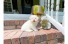 Maltipoo Puppy for Adoption