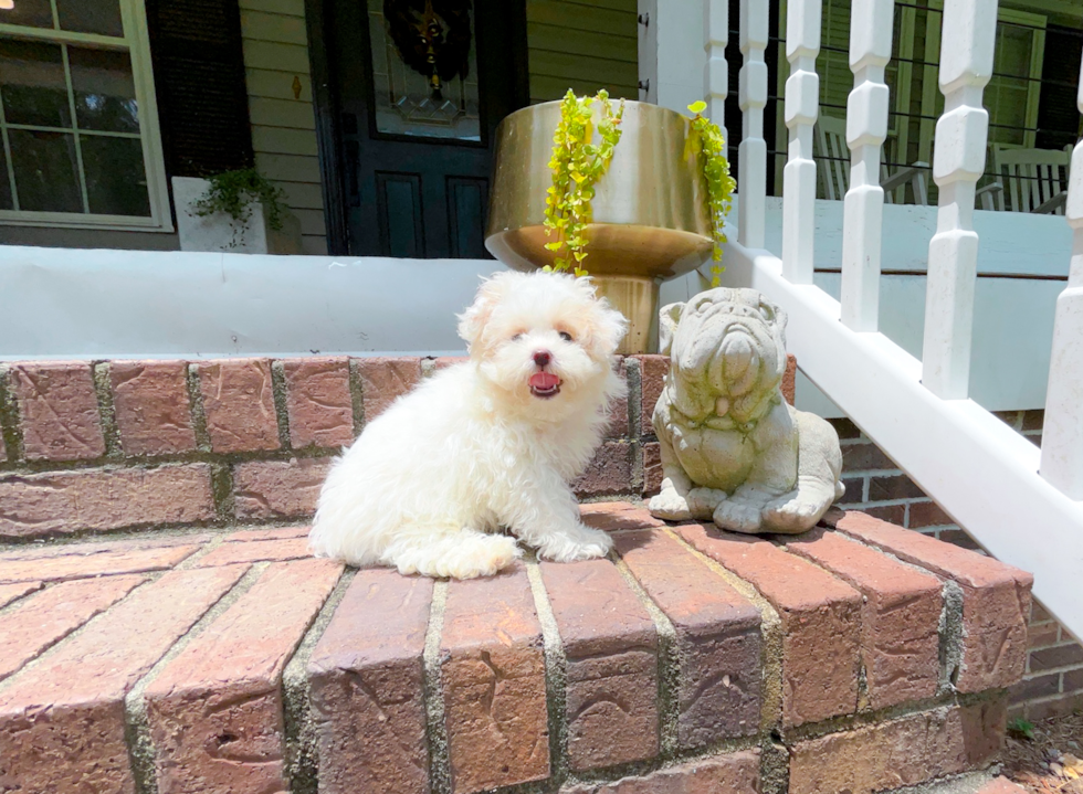 Maltipoo Puppy for Adoption