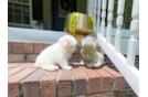 Maltipoo Puppy for Adoption