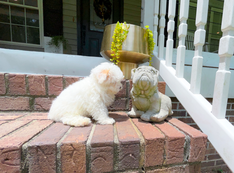 Maltipoo Puppy for Adoption