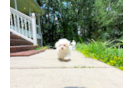 Best Maltipoo Baby