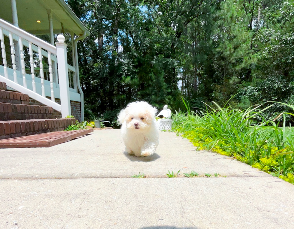 Best Maltipoo Baby