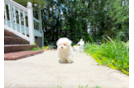 Best Maltipoo Baby