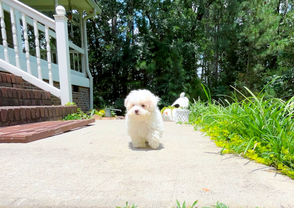 Best Maltipoo Baby