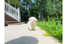 Cute Maltipoo Baby