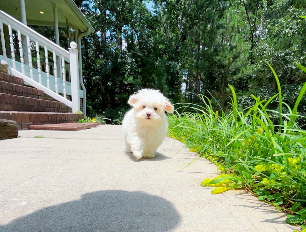 Cute Maltipoo Baby