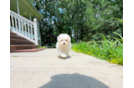Best Maltipoo Baby