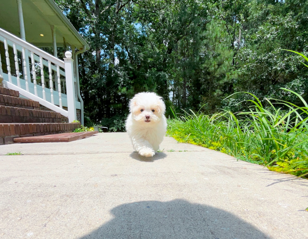 Best Maltipoo Baby