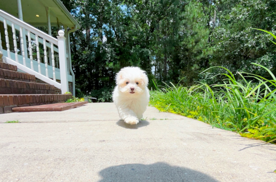 Best Maltipoo Baby
