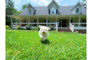 Maltipoo Pup Being Cute