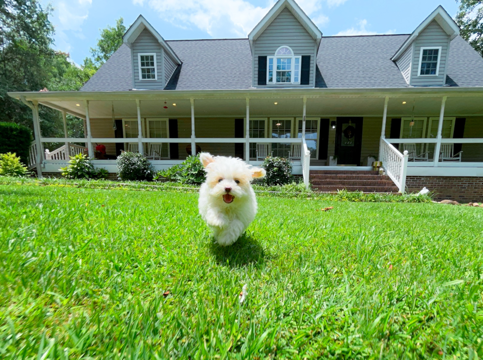 Maltipoo Pup Being Cute
