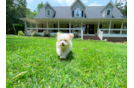 Best Maltipoo Baby