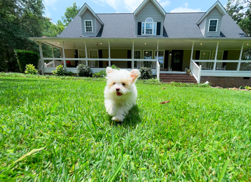 Best Maltipoo Baby