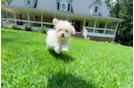 Best Maltipoo Baby