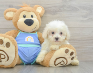 8 week old Maltipoo Puppy For Sale - Simply Southern Pups