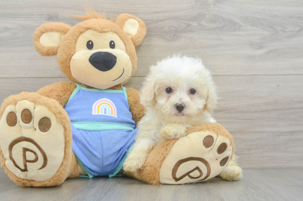8 week old Maltipoo Puppy For Sale - Simply Southern Pups