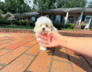 13 week old Maltipoo Puppy For Sale - Simply Southern Pups