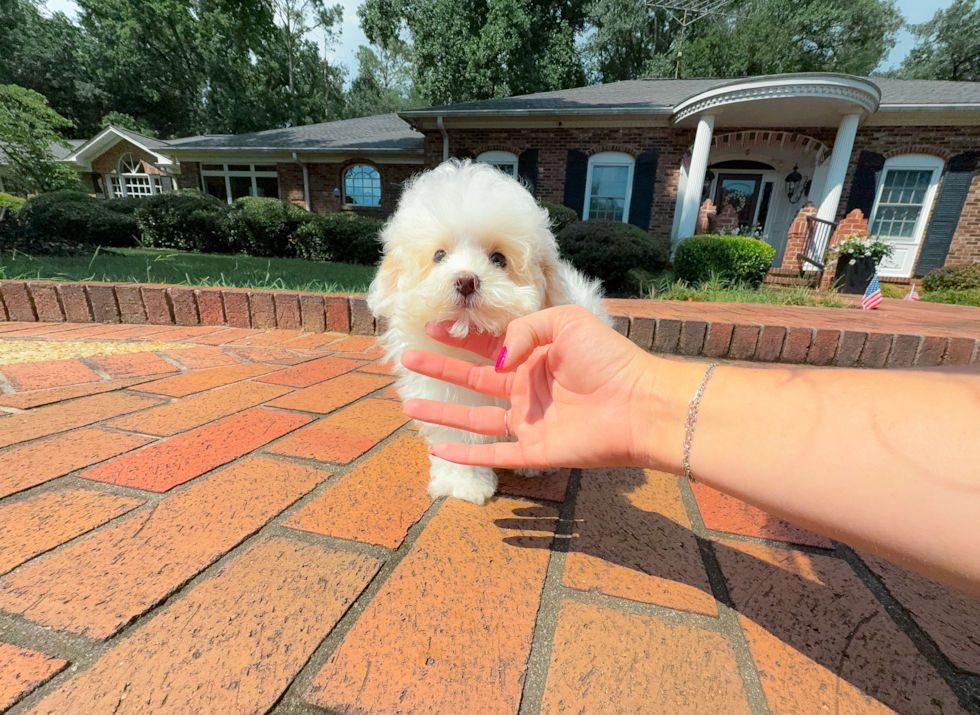 Best Maltipoo Baby