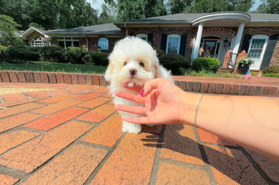 Best Maltipoo Baby