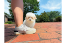 Maltipoo Puppy for Adoption