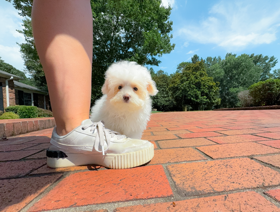 Maltipoo Puppy for Adoption