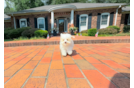 Maltipoo Puppy for Adoption