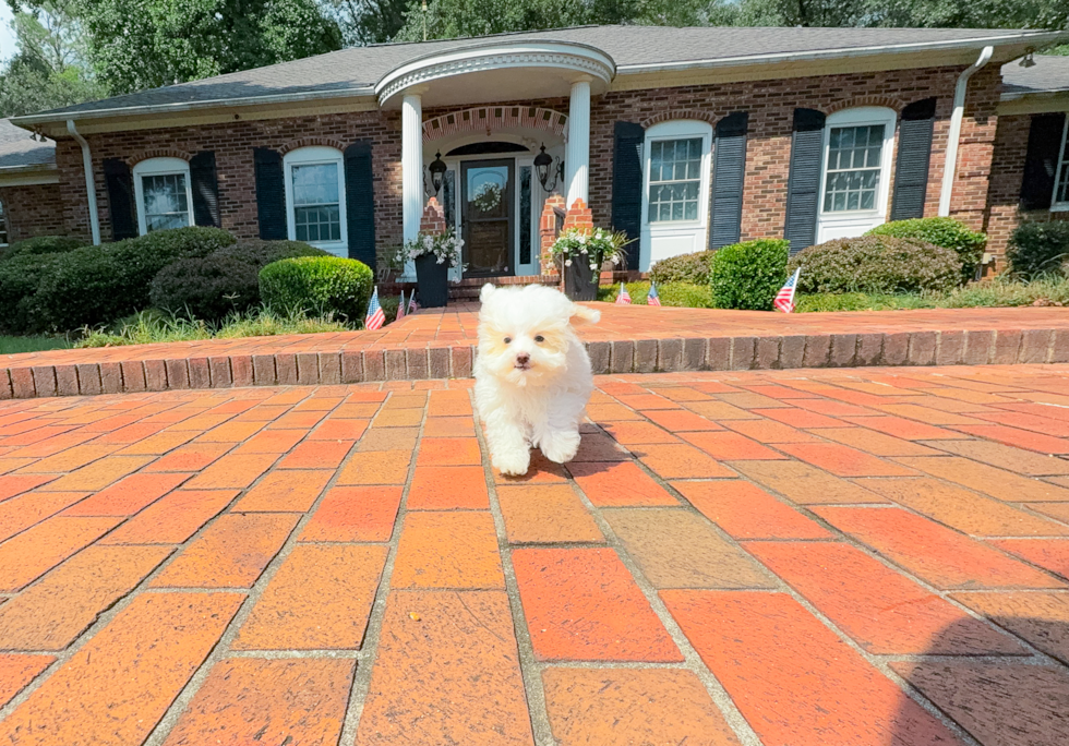 Maltipoo Puppy for Adoption