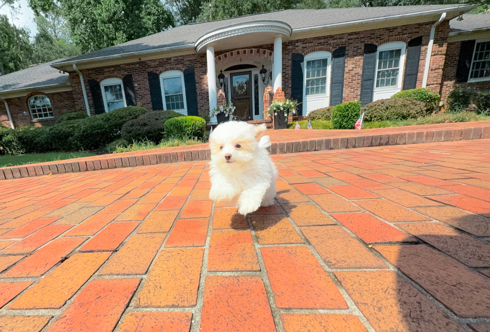 Maltipoo Pup Being Cute