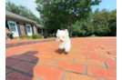 Best Maltipoo Baby