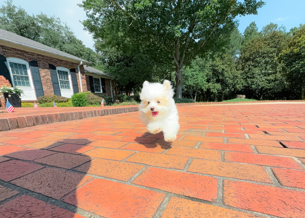 Best Maltipoo Baby