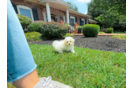 Best Maltipoo Baby